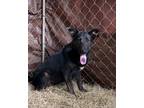 Adopt Sweetie Pea 1 a Shepherd (Unknown Type) / Labrador Retriever / Mixed dog