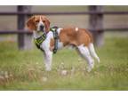 Adopt Cilantro a Beagle / Mixed dog in Hartville, WY (41245136)
