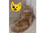Adopt Max a Orange or Red Persian (long coat) cat in Manchester, NH (40823505)
