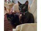 Adopt Pixie and Piper - Bonded Pair (2) a All Black Domestic Shorthair / Mixed