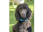 Adopt Chance a Black Standard Poodle / Mixed dog in oklahoma city, OK (41245080)
