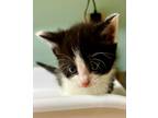 Adopt Cabernet a Domestic Shorthair / Mixed (short coat) cat in Tiffin