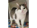 Adopt Delilah /AC 25346 a Domestic Shorthair / Mixed (short coat) cat in
