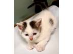 Adopt Pinot Grigio a Domestic Shorthair / Mixed (short coat) cat in Tiffin