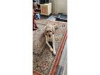 Adopt Goose a Tan/Yellow/Fawn Labrador Retriever / Mixed dog in Twin Falls