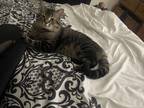 Adopt Kitty a Tiger Striped American Shorthair / Mixed (short coat) cat in