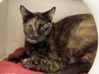 Adopt Chevy a Brown or Chocolate Domestic Shorthair / Domestic Shorthair / Mixed