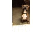 Adopt Kodi a Brown/Chocolate - with Black Boxer / American Pit Bull Terrier /