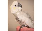 Adopt Ricki a Cockatoo bird in St. Louis, MO (36691421)