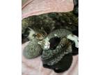 Adopt Cookie, Luna, Binx, Millie & Coconut a Tiger Striped Domestic Shorthair /