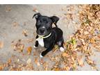 Adopt Ryder a Black - with White American Pit Bull Terrier dog in Plymouth