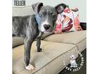 Adopt Teller a Brown/Chocolate - with White Pit Bull Terrier dog in Omaha