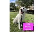 Adopt Cola a White Golden Retriever / Mixed dog in West Hollywood, CA (41244776)