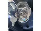 Adopt Coco a Black - with White Shih Tzu / Poodle (Standard) / Mixed dog in San