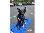 Adopt Angus a Black - with White German Shepherd Dog dog in Pleasant Hill