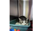 Adopt Billy Kitty a Black & White or Tuxedo British Shorthair / Mixed cat in