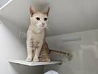 Adopt Dolly a Orange or Red Domestic Shorthair / Mixed cat in Bossier City