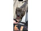 Adopt Avery a Brindle - with White Pit Bull Terrier / Mixed Breed (Medium) /