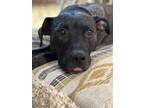 Adopt Vaughn a Brindle Plott Hound / Pit Bull Terrier / Mixed dog in Island