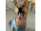 Adopt ROOI (S. Korea) as a Brown/Chocolate Jindo dog in Langley, BC (40628289)