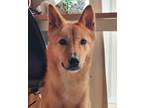 Adopt ROOI (S. Korea) as a Brown/Chocolate Jindo dog in Langley, BC (40628289)