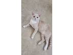 Adopt Bob a Tan or Fawn American Shorthair / Mixed (short coat) cat in