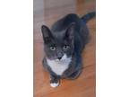 Adopt Pepper a Gray or Blue (Mostly) Domestic Shorthair / Mixed (short coat) cat