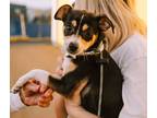 Adopt Tansy - Adoption Pending a Black Rat Terrier dog in Kelowna, BC (41229071)
