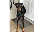 Adopt Dusty a Black Doberman Pinscher / Mixed dog in Grand Prairie