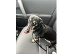Adopt Rollo a Black - with Tan, Yellow or Fawn Dachshund / Mixed dog in Dresher