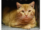 Adopt Bell Pepper a Orange or Red Domestic Shorthair / Domestic Shorthair /