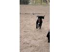 Adopt Pebbles a Black Beagle / Feist / Mixed dog in Jena, LA (41244474)