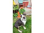 Adopt Zeus a Tricolor (Tan/Brown & Black & White) Bull Terrier / Mixed dog in