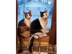 Adopt Calico a Calico or Dilute Calico Calico / Mixed (short coat) cat in
