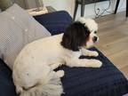 Adopt ABBY a White - with Black Shih Tzu / Cavalier King Charles Spaniel / Mixed