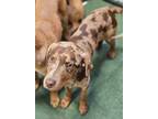 Adopt Prudence a Merle Australian Shepherd / Labrador Retriever / Mixed dog in
