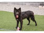 Adopt Kevin a Black Collie / Jindo / Mixed dog in Kirkland, WA (41235885)