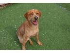 Adopt HweeIn a Red/Golden/Orange/Chestnut - with White Pointer / Mixed dog in