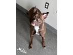 Adopt Millie a Brown/Chocolate American Pit Bull Terrier / Mixed dog in