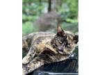 Adopt Poe a Tortoiseshell American Shorthair / Mixed (short coat) cat in
