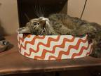 Adopt Peanut a Brown Tabby Domestic Shorthair / Mixed (short coat) cat in North