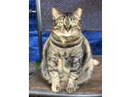 Adopt Princess a Brown Tabby Domestic Shorthair / Mixed (short coat) cat in