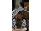 Adopt Apollo a Brown/Chocolate Labrador Retriever / Mixed dog in Herculaneum