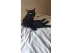 Adopt Jake a All Black American Shorthair / Mixed (short coat) cat in