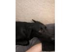 Adopt Sadie a Black - with White Labrador Retriever / Mixed dog in Orlando