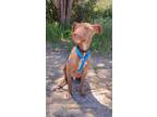 Adopt Ludwin a Tan/Yellow/Fawn - with White Pharaoh Hound / Weimaraner / Mixed