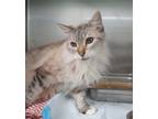 Adopt Caterpillar a Domestic Mediumhair / Mixed cat in Poughkeepsie