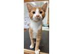 Adopt Sox a Orange or Red Domestic Shorthair / Domestic Shorthair / Mixed cat in