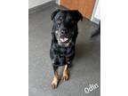 Adopt Odin a Black Rottweiler / Mixed dog in Valparaiso, IN (41244377)