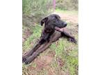 Adopt ARIA a Black - with White Labrador Retriever / Bloodhound / Mixed dog in